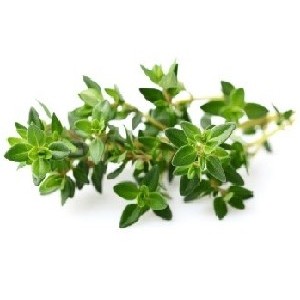 basil